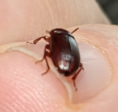 Tenebrionidae
