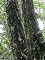 Lithocarpus brevicaudatus