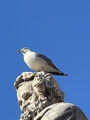 Larus michahellis