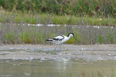 Recurvirostra avosetta