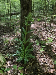 Frasera caroliniensis