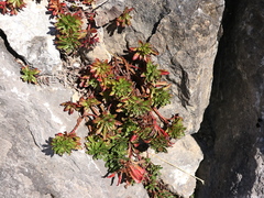 Saxifragales