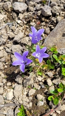 Campanula lasiocarpa