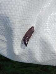 Sphinx pinastri