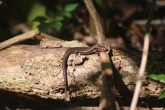Lampropholis delicata