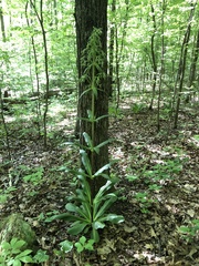 Frasera caroliniensis