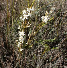 Struthiola dodecandra