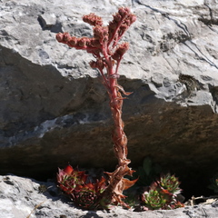 Sempervivum tectorum