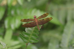 Neurothemis fulvia