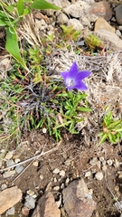 Campanula lasiocarpa