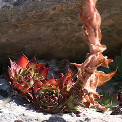 Sempervivum tectorum