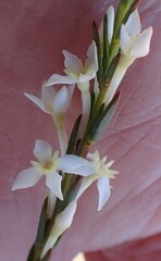 Struthiola dodecandra