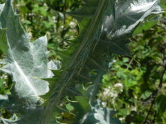 Onopordum acanthium