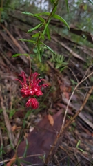 Grevillea oldei