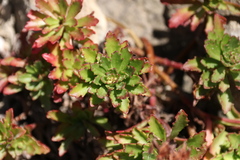 Saxifragales