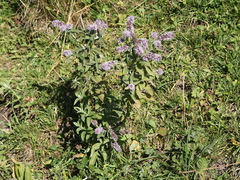 Mentha longifolia