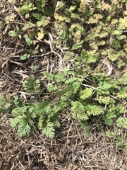 Erodium cicutarium