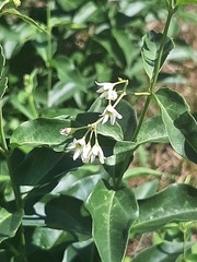 Vincetoxicum hirundinaria