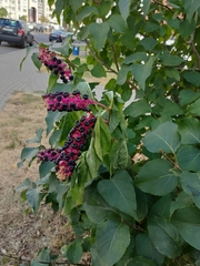 Phytolacca acinosa