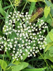 Falcaria vulgaris