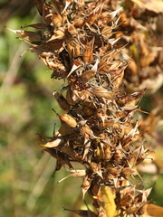 Gentiana lutea