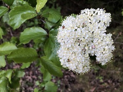 Viburnum rufidulum