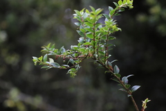 Vaccinium stanleyi