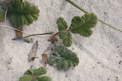 Pelargonium radulifolium