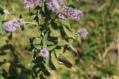 Mentha longifolia