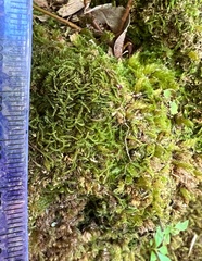 Odontoschisma sphagni