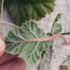 Pelargonium radulifolium