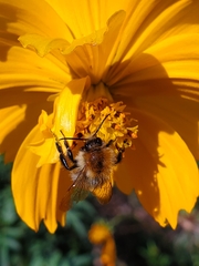 Bombus