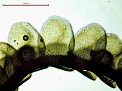 Odontoschisma sphagni