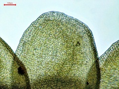 Odontoschisma sphagni