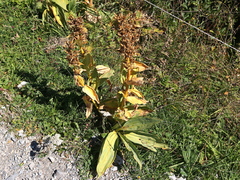 Gentiana lutea