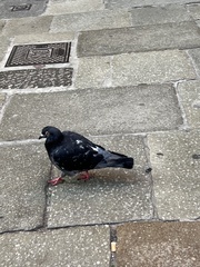 Columba livia domestica