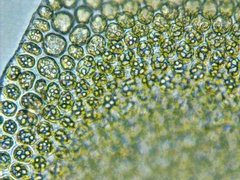 Odontoschisma sphagni