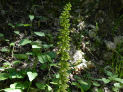 Digitalis micrantha