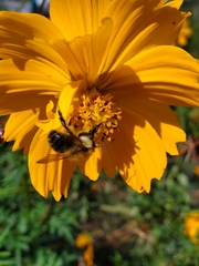 Bombus