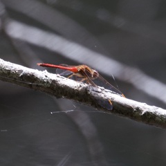 Sympetrum costiferum