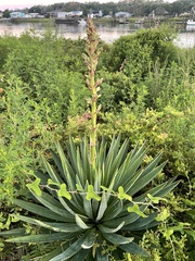 Yucca gloriosa