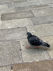 Columba livia domestica