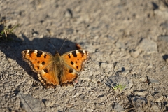 Nymphalis polychloros