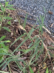 Muhlenbergia schreberi