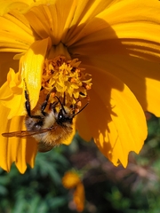 Bombus