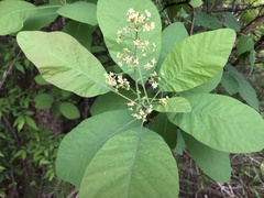 Cotinus obovatus