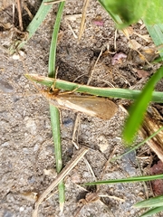 Limnephilus