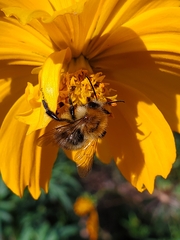 Bombus