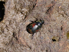 Sphaeridium scarabaeoides