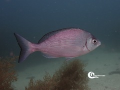 Spondyliosoma cantharus